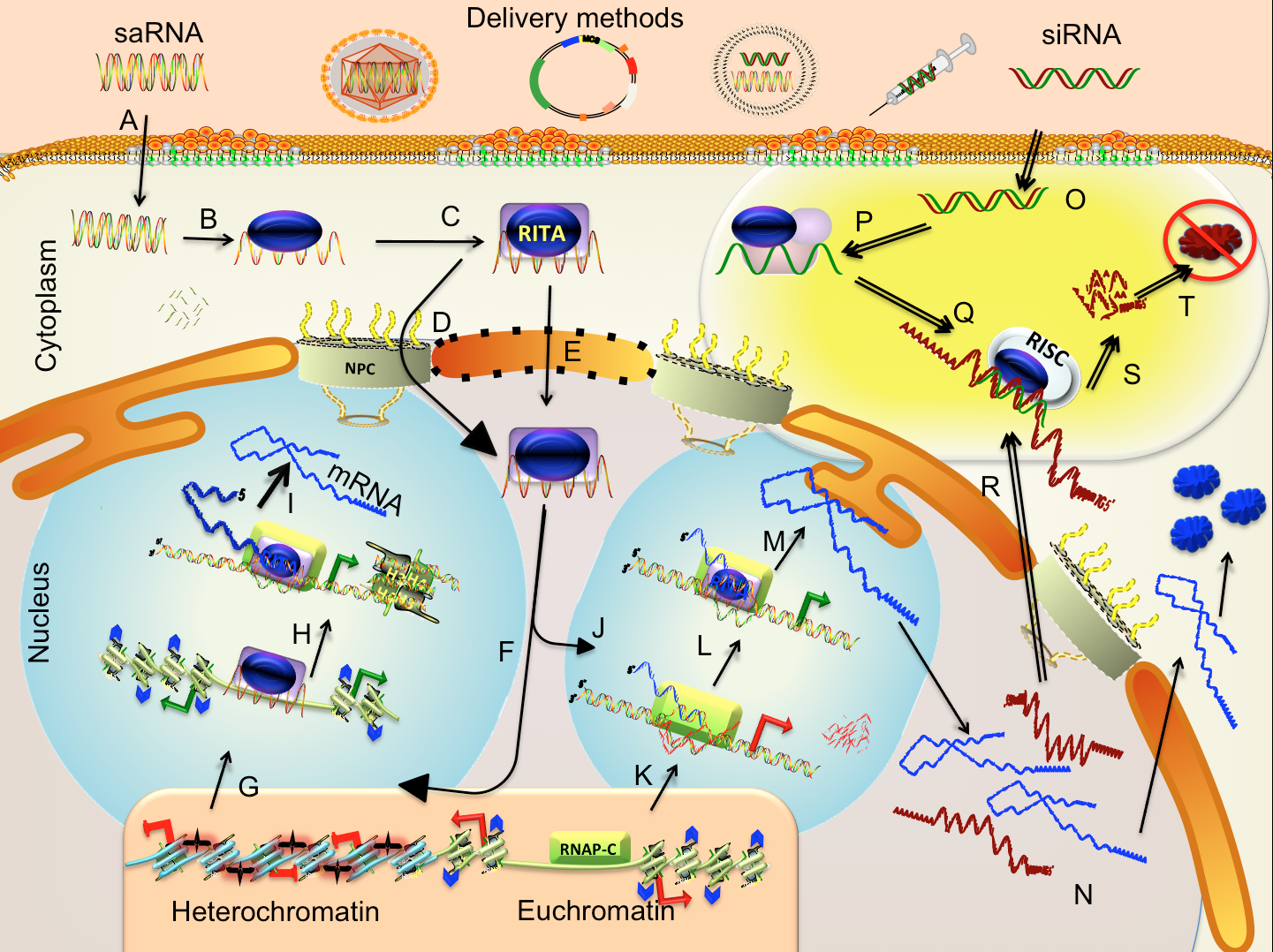 rna activation