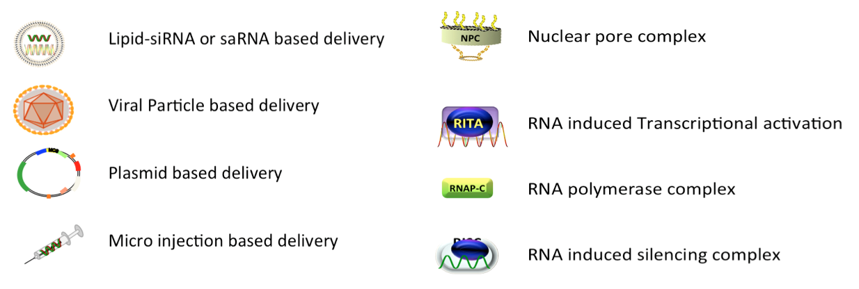 rna activation