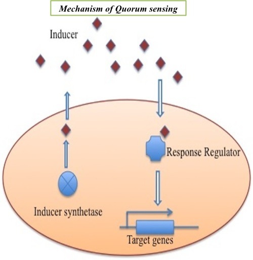 Mechanism of Quorum sensing